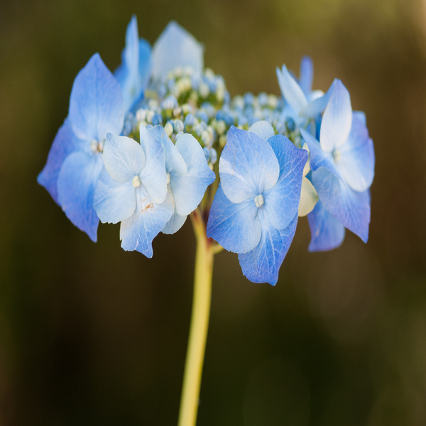 Hydrangea serrata 'Bluebird' - Planta - 5.56€ - Jardimdaceleste.com - Plantas Tropicais & Exóticas!